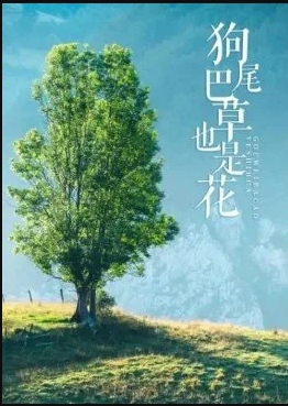 电影:狗尾巴草也是花